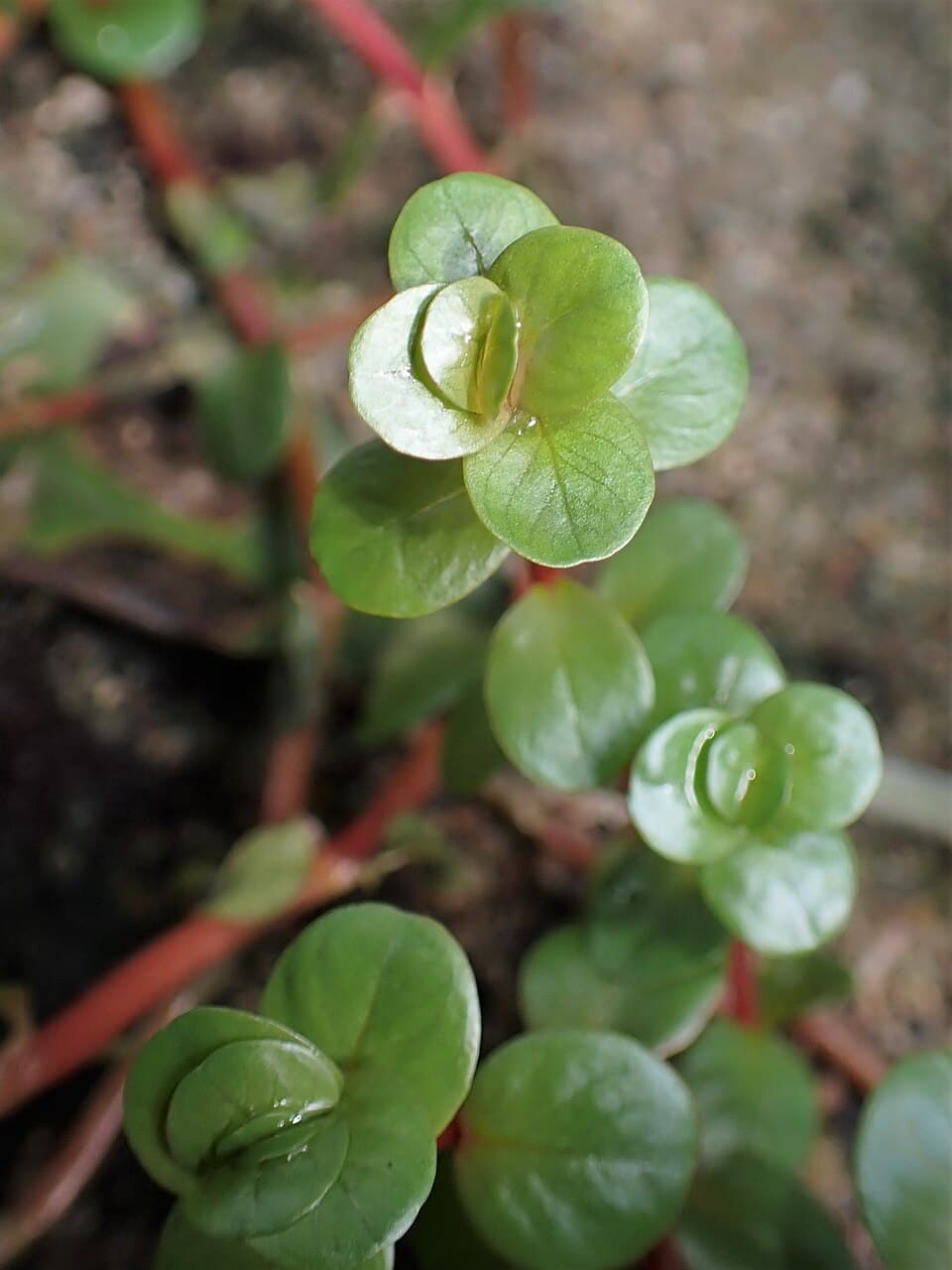 Rotala rotundifolia