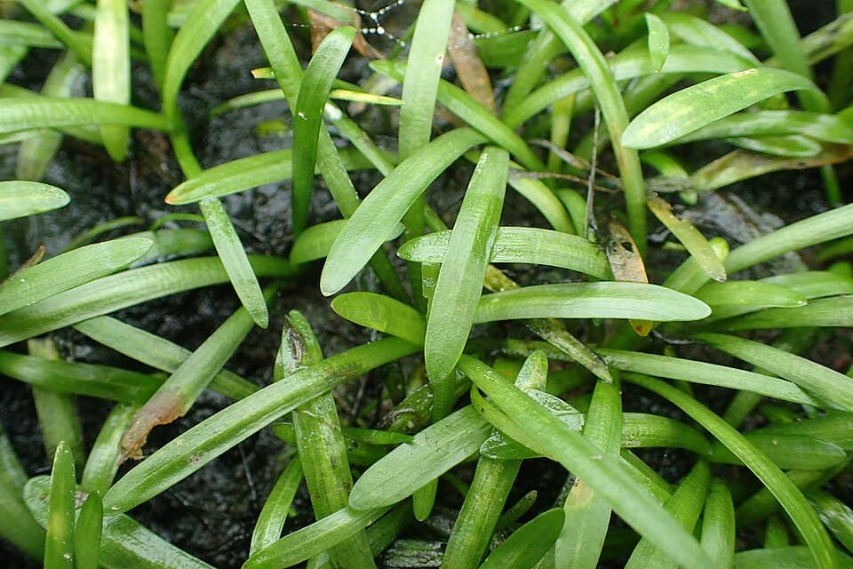 Dwarf Sagittaria