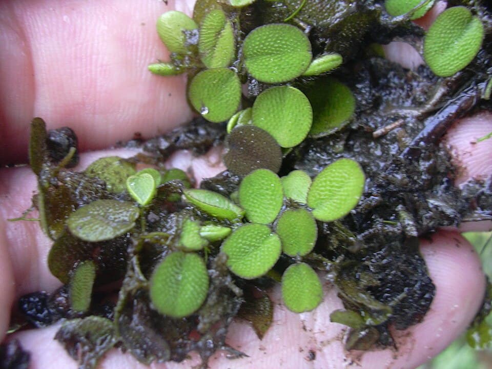 Salvinia
