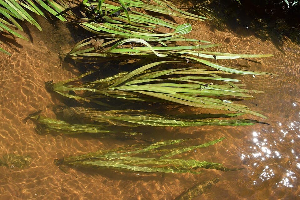 Vallisneria