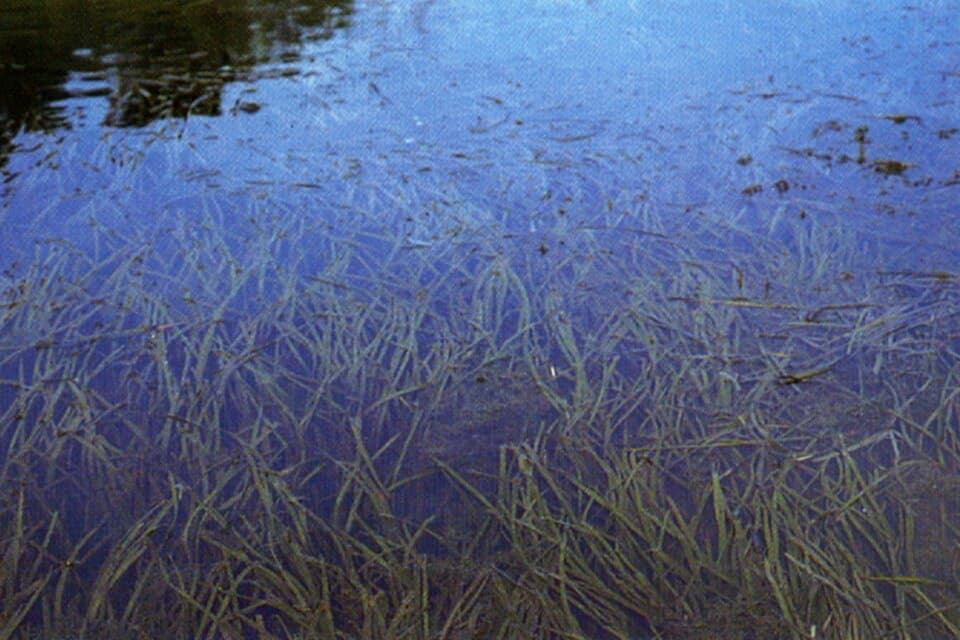 Vallisneria