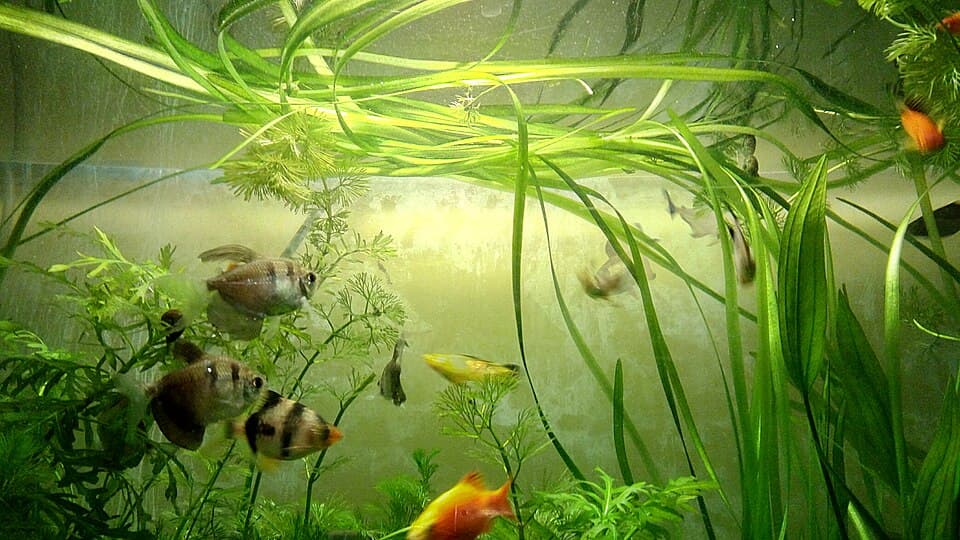 Vallisneria