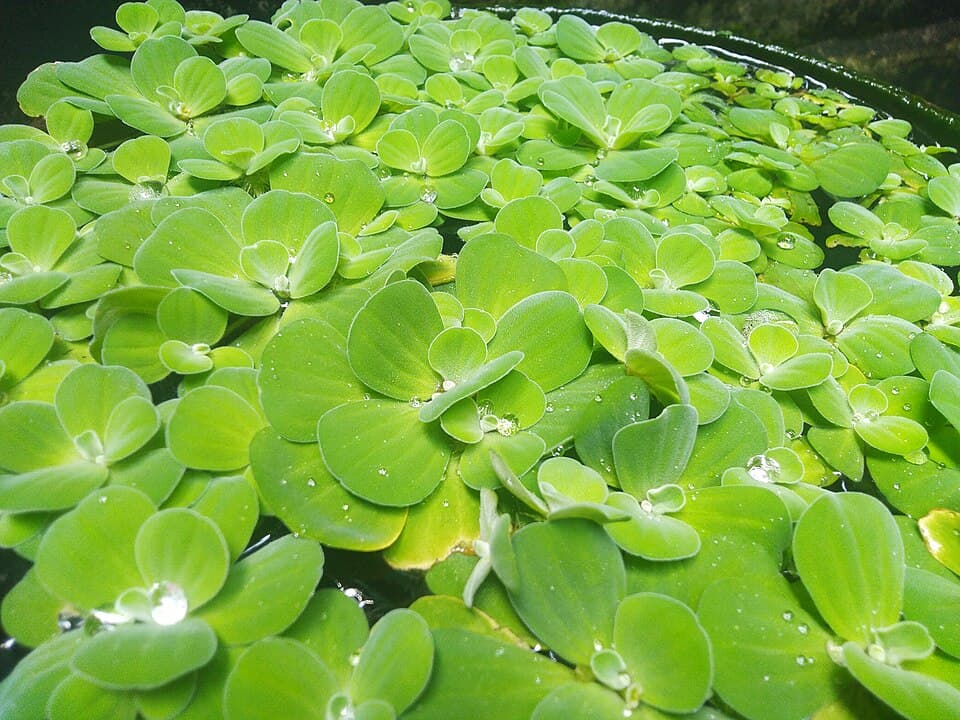 Water Lettuce