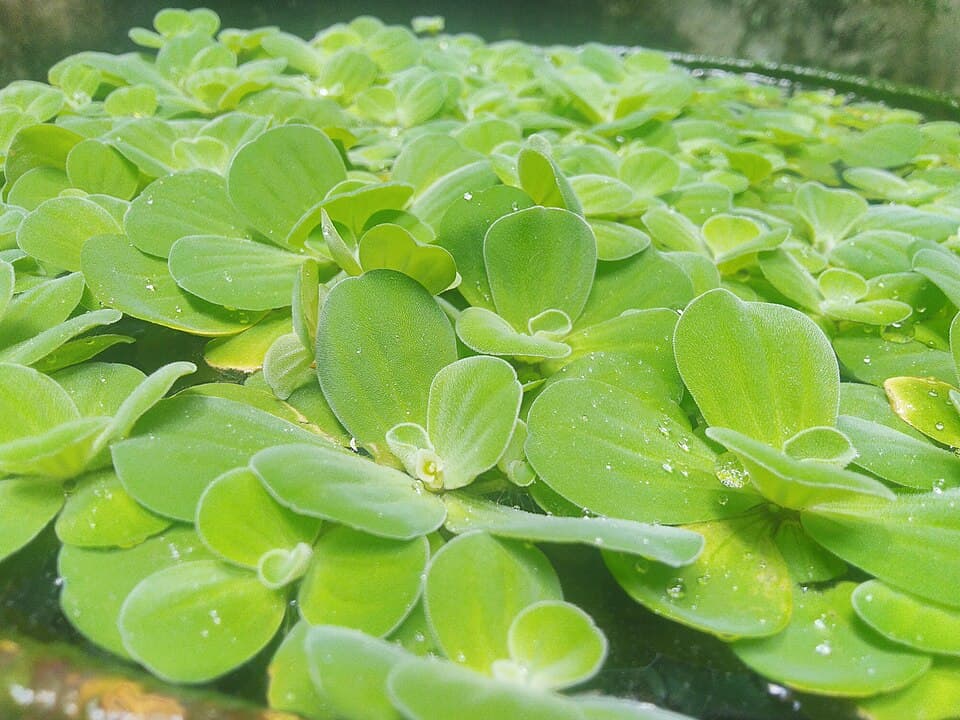 Water Lettuce
