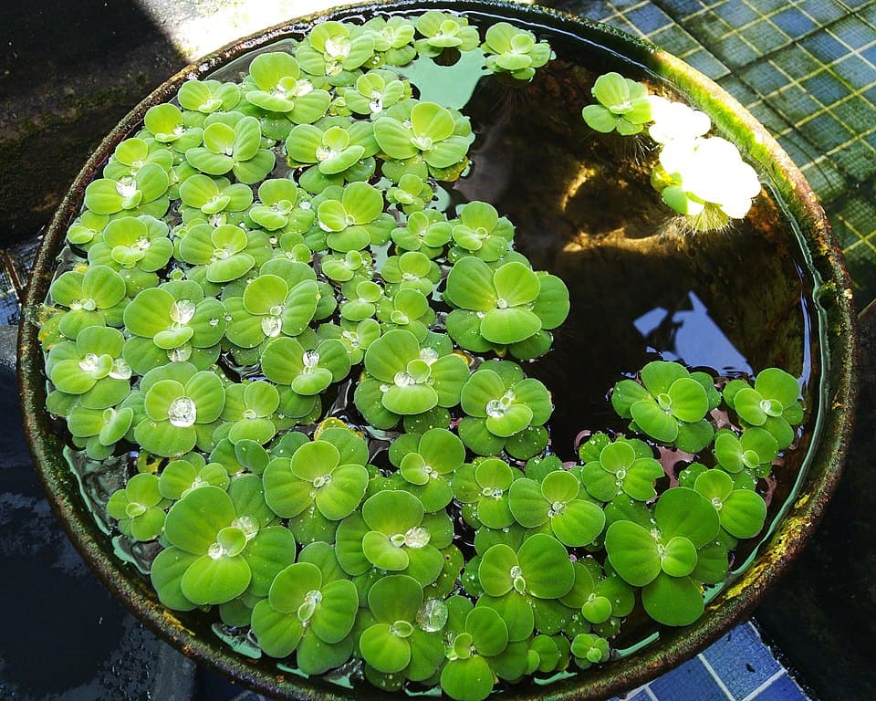 Water Lettuce