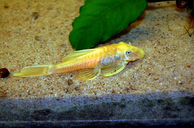 Adolfo's Cory