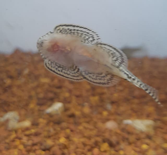 Borneo Sucker