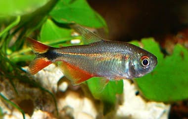 Buenos Aires Tetra