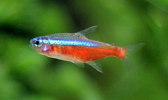 Cardinal Tetra