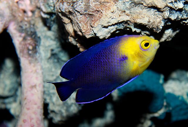 Cherub Angelfish