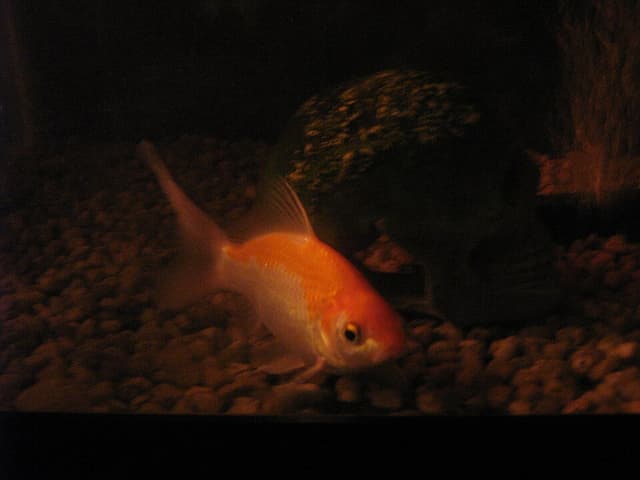 Comet Goldfish