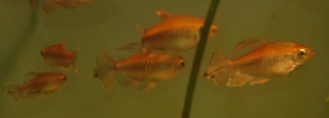 Congo Tetra