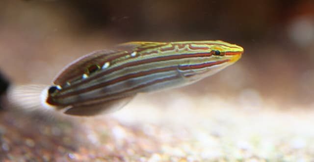 Court Jester Goby