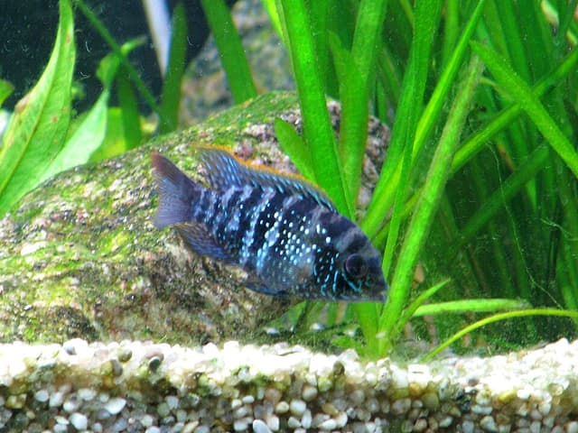 Electric Blue Acara