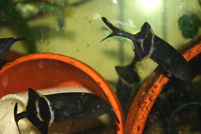 Elephant Nose Fish