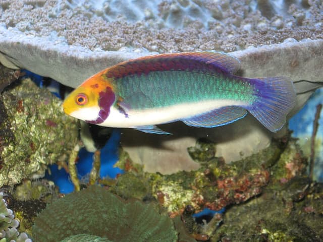 Solar Fairy Wrasse