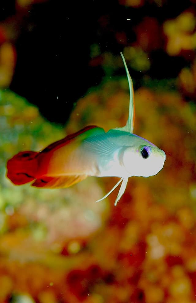 Firefish Goby