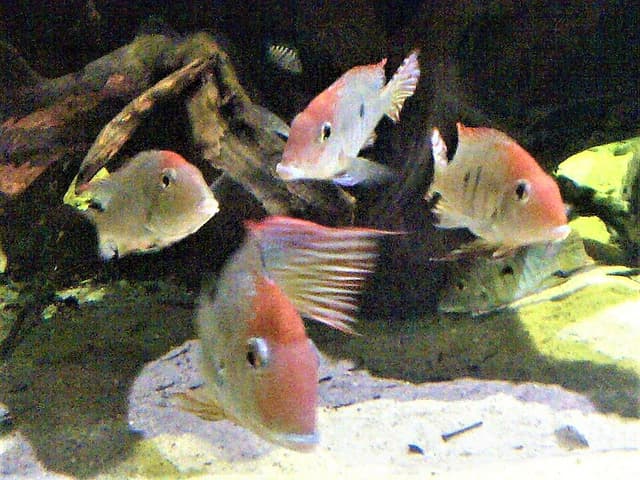 Tapajos Red Head