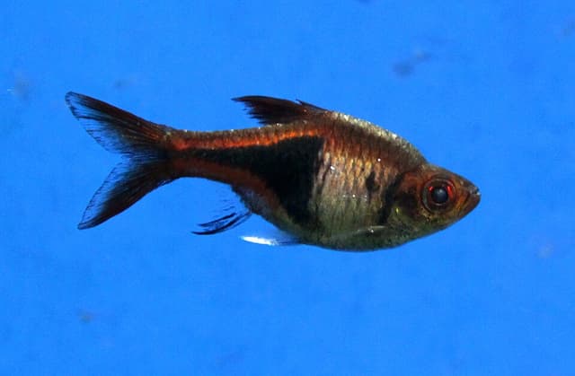 Harlequin Rasbora