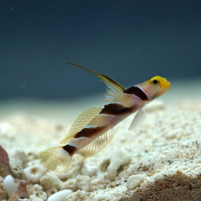 Hi-Fin Banded Goby
