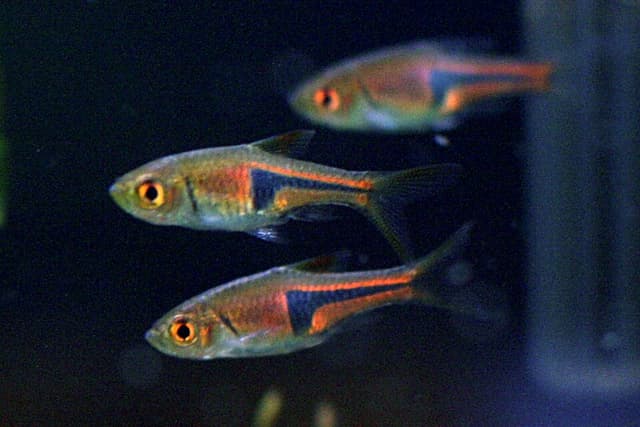 Lambchop Rasbora