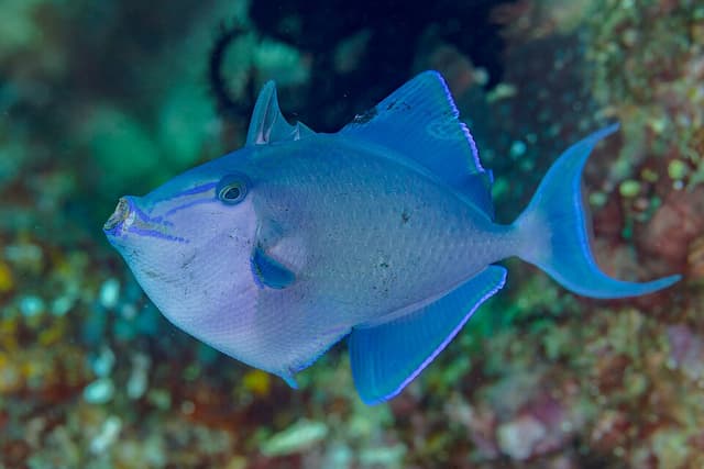 Niger Triggerfish