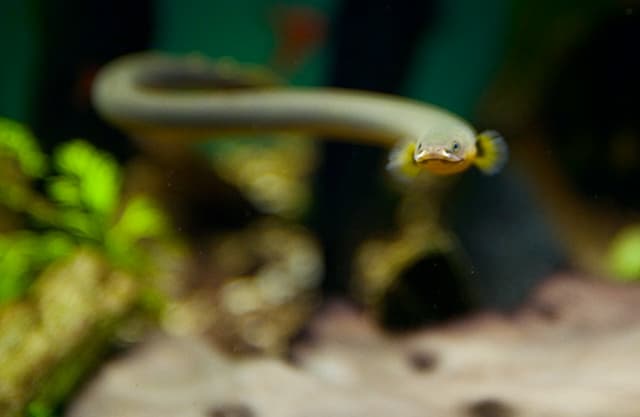 Rope Fish