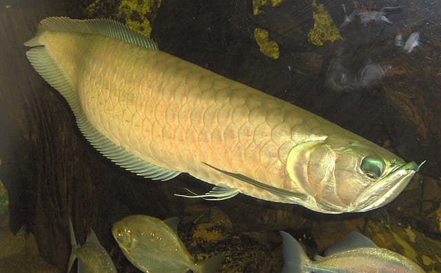 Silver Arowana