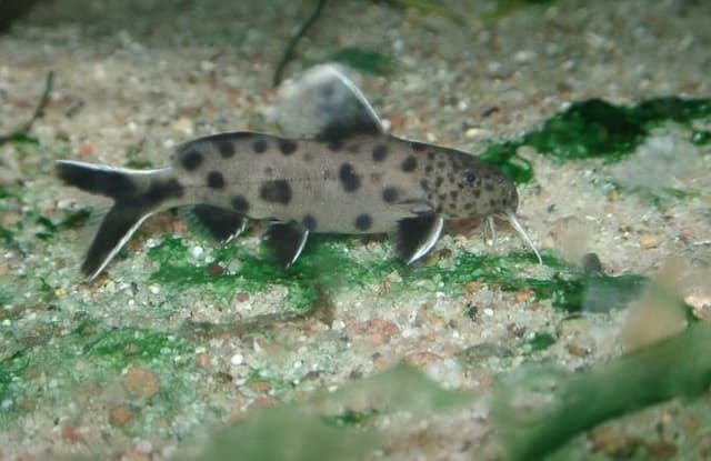 Cuckoo Catfish