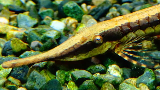 Twig Catfish