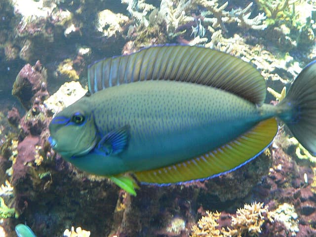 Vlamingii Tang