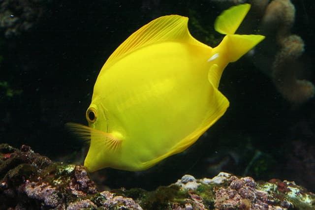 Yellow Tang