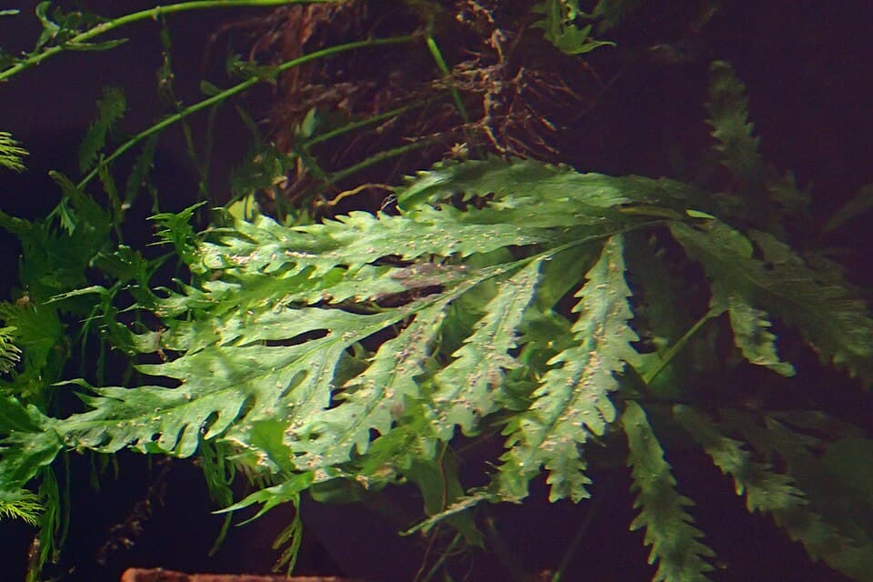 African Water Fern