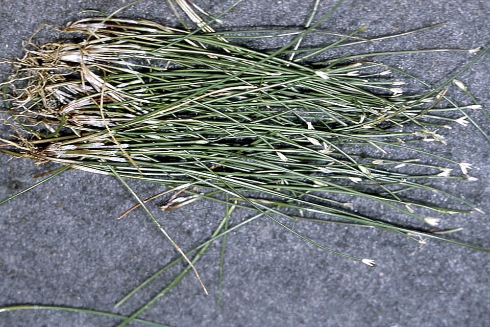 Dwarf Hairgrass