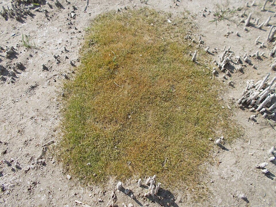 Dwarf Hairgrass