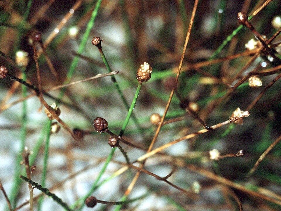 Dwarf Hairgrass