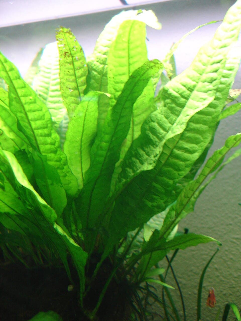 Java Fern