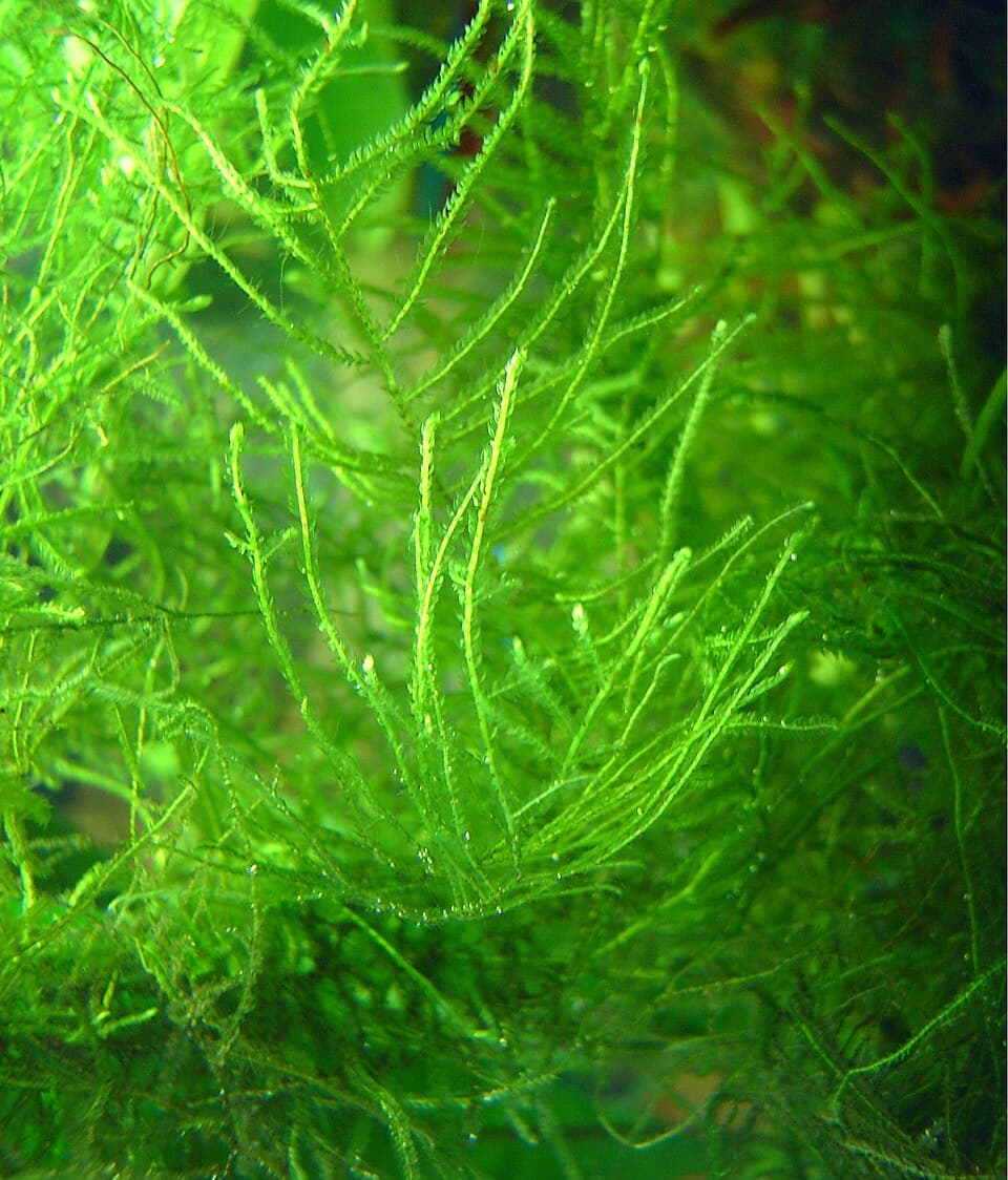 Java Moss