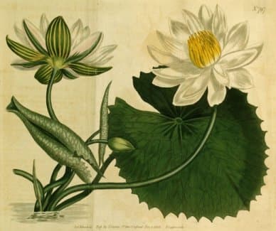 Red Tiger Lotus