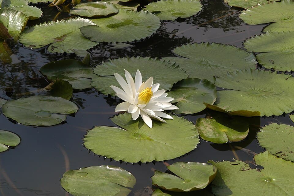 Red Tiger Lotus
